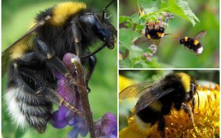 Descripción y fotos del abejorro jardín.