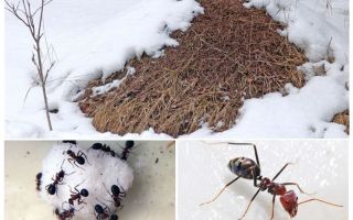 ¿Qué hacen las hormigas en invierno?