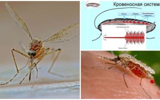 Datos interesantes sobre la estructura de los mosquitos.