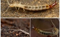 Insectos dvuvostok: fotos, descripción, que peligroso
