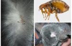¿Qué hacer si una chinchilla tiene una pulga?