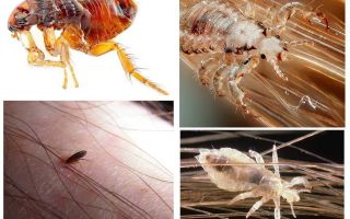 ¿Cuál es la diferencia entre piojos y pulgas?