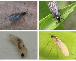 Cómo deshacerse de las moscas negras en plantas de interior y macetas