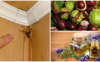 Métodos y herramientas para arañas en un apartamento o casa particular.