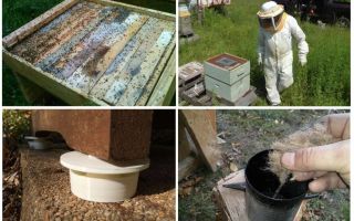 Cómo deshacerse de las hormigas en los remedios populares del apiario.