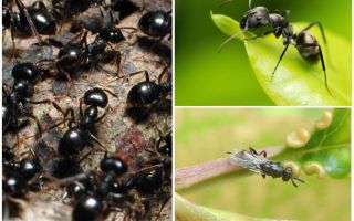 Tipos de hormigas en Rusia y en el mundo.