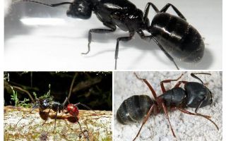 Las hormigas más grandes del mundo.