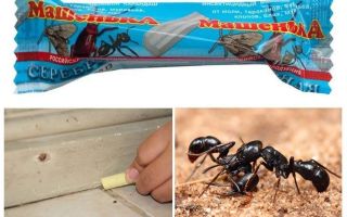 Lápiz Masha de hormigas
