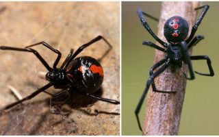 Descripción y fotos de la araña viuda negra.