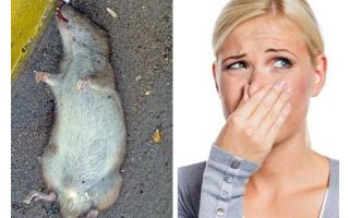 Cómo deshacerse del olor de una rata muerta debajo del piso