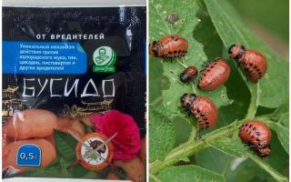 Remedio para el escarabajo de la papa Bushido Colorado: instrucciones de uso, efectividad, revisiones