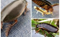 Escarabajo escarabajo