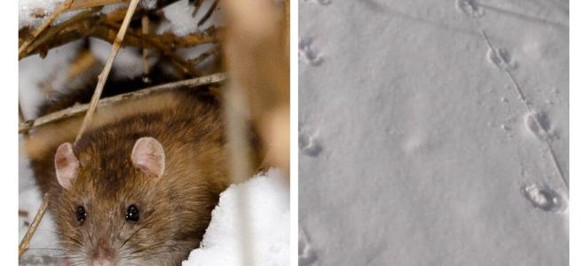 ¿Cómo se ven las huellas de las ratas en la nieve?