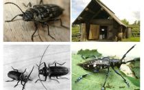 Escarabajo leñador foto y descripción
