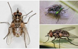 Descripción y foto de la mosca mosca zhigalki.