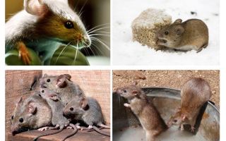 Datos interesantes sobre los ratones.