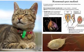 Síntomas y tratamiento de Giardia en gatos.