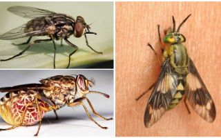 Variedades de moscas con fotos y descripciones.