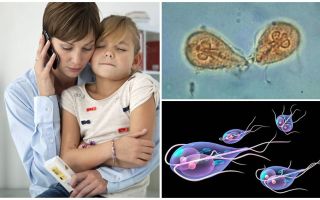 Cómo tratar a Giardia en niños por el Dr. Komarovsky
