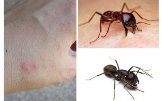 Picaduras de hormigas