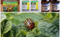 Cómo deshacerse permanentemente del escarabajo de la patata de Colorado en las papas y cómo envenenarlo
