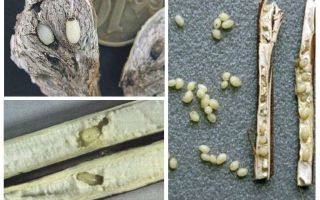 Larvas de bardana - donde encontrarla