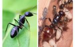 ¿Cuánto vive una hormiga?