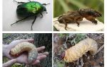 ¿Cuál es la diferencia entre las larvas del oso y el escarabajo?
