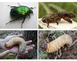 ¿Cuál es la diferencia entre las larvas del oso y el escarabajo?