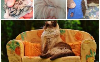 ¿Pueden las pulgas de un gato ir a los humanos?