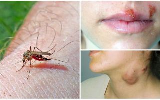 ¿Qué enfermedades sufren los mosquitos?