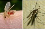 ¿Cuál es la diferencia entre mosquitos y mosquitos?