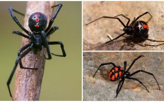 Variedades de fotos de arañas con nombres y descripciones.