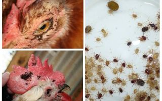 ¿Cómo lidiar con los métodos populares con pulgas en pollos?