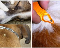 Picadura de garrapata en un perro: síntomas, efectos y tratamiento en el hogar