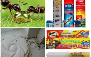 Cómo destruir hormigas y hormigueros.