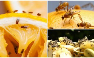 Cómo deshacerse de las moscas de la fruta en la tienda de la cocina y los remedios populares
