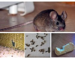 Cómo lidiar con los ratones en el apartamento.
