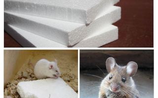 ¿Los ratones roen la espuma?