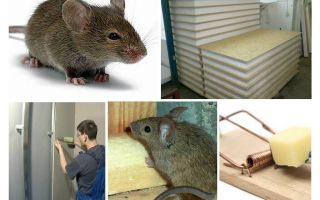 ¿Los ratones roen los paneles de los buitres?