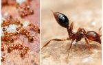 Cómo deshacerse de pequeñas hormigas rojas en un apartamento
