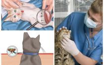 Cómo deshacerse de las pulgas en un gato o gato en casa
