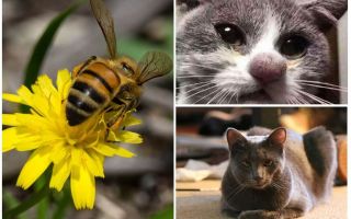 ¿Qué hacer si un gato es mordido por una abeja?