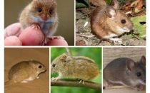 Tipos y tipos de ratones.