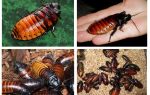 Madagascar cucarachas silbando