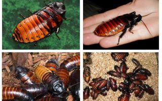 Madagascar cucarachas silbando