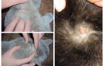 ¿Por qué un gato pica a causa de las pulgas y otras causas de picazón?