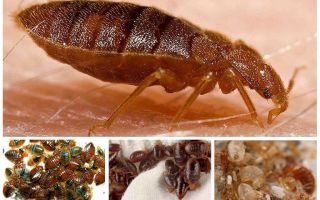 ¿Las cucarachas comen insectos?