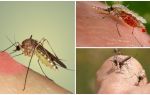 ¿Por qué los mosquitos beben sangre?