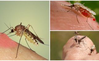 ¿Por qué los mosquitos beben sangre?